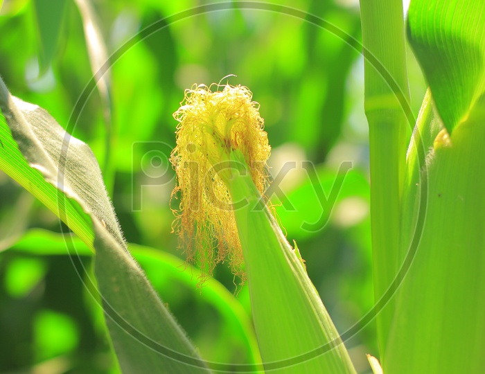 Corn Cob in a Corn Harvesting Field Closeup Shot