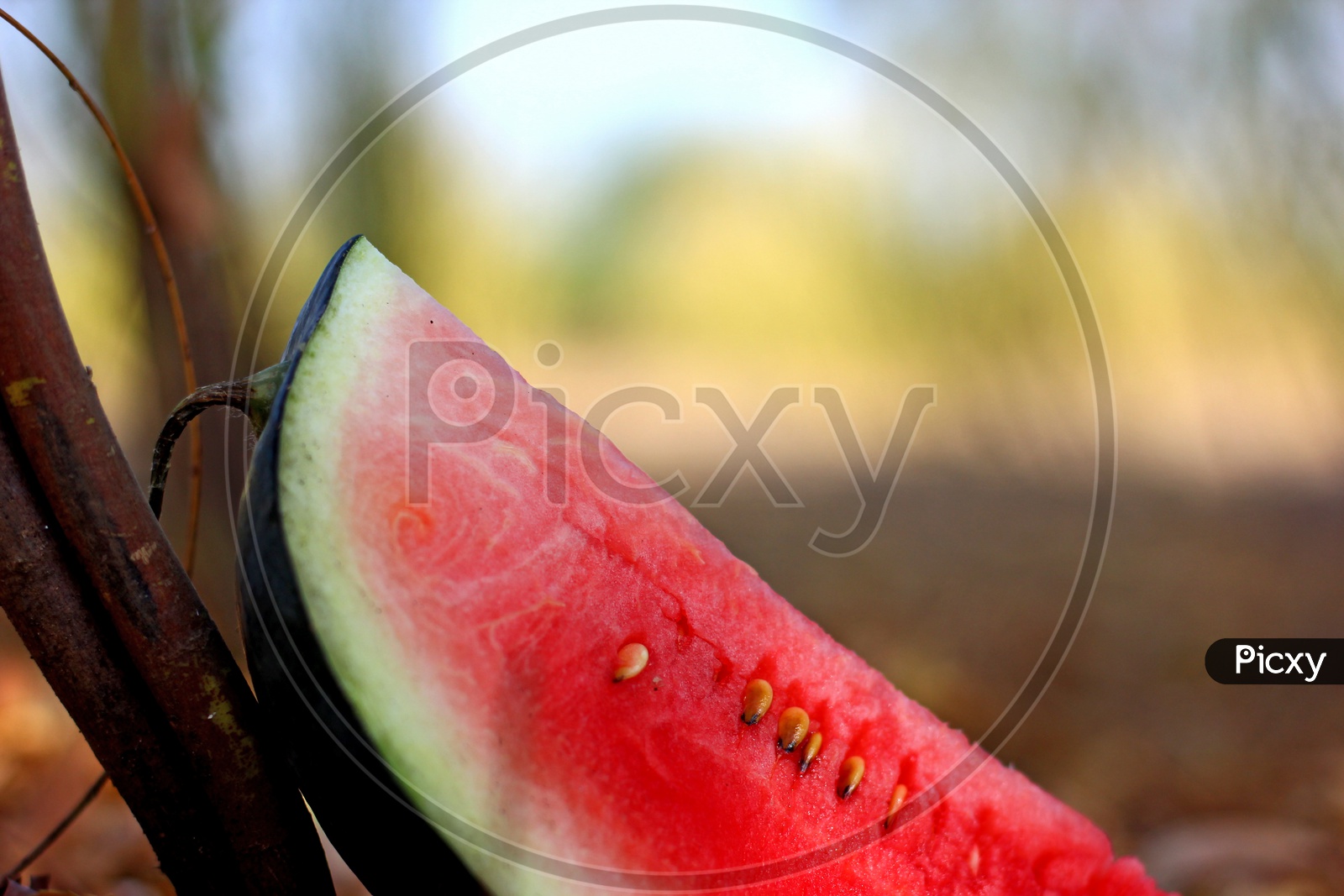 Juicy Watermelon on a Brown Feild Backdrop / Watermelon Slice in Feild