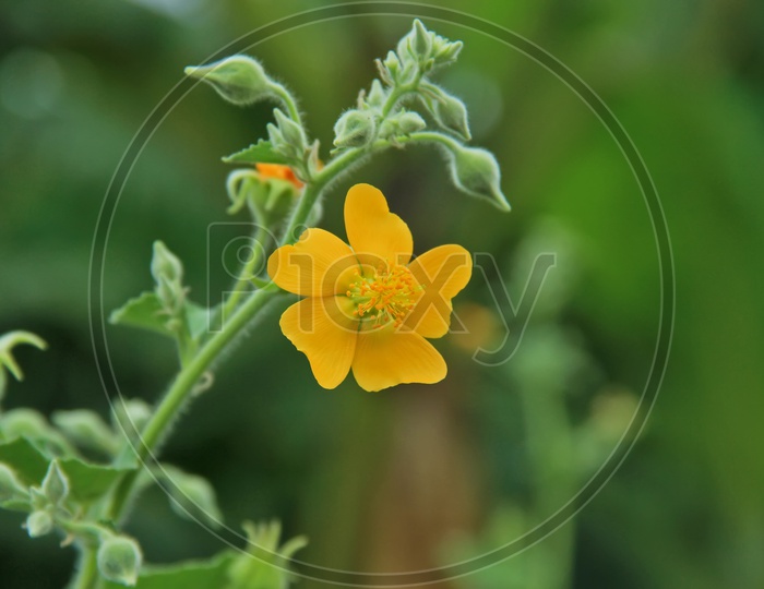 Yellow Butter Cup  Flower / Yellow Flower on a Flower With Garden Background  Closeup shot