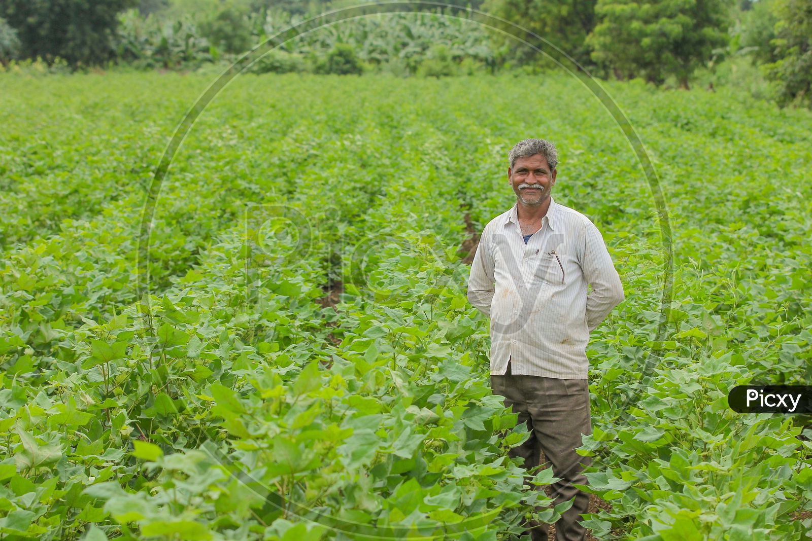 An Indian Farmer in Cotton Field and Smiling