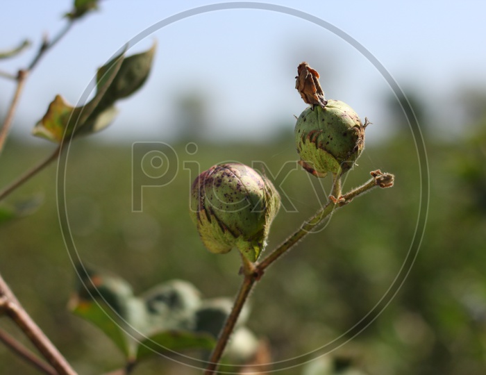 Cotton Ball Growing  on a Cotton Plant