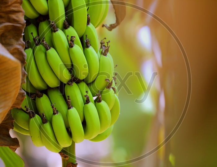 Bananas Growing in Field Blooming  Yield