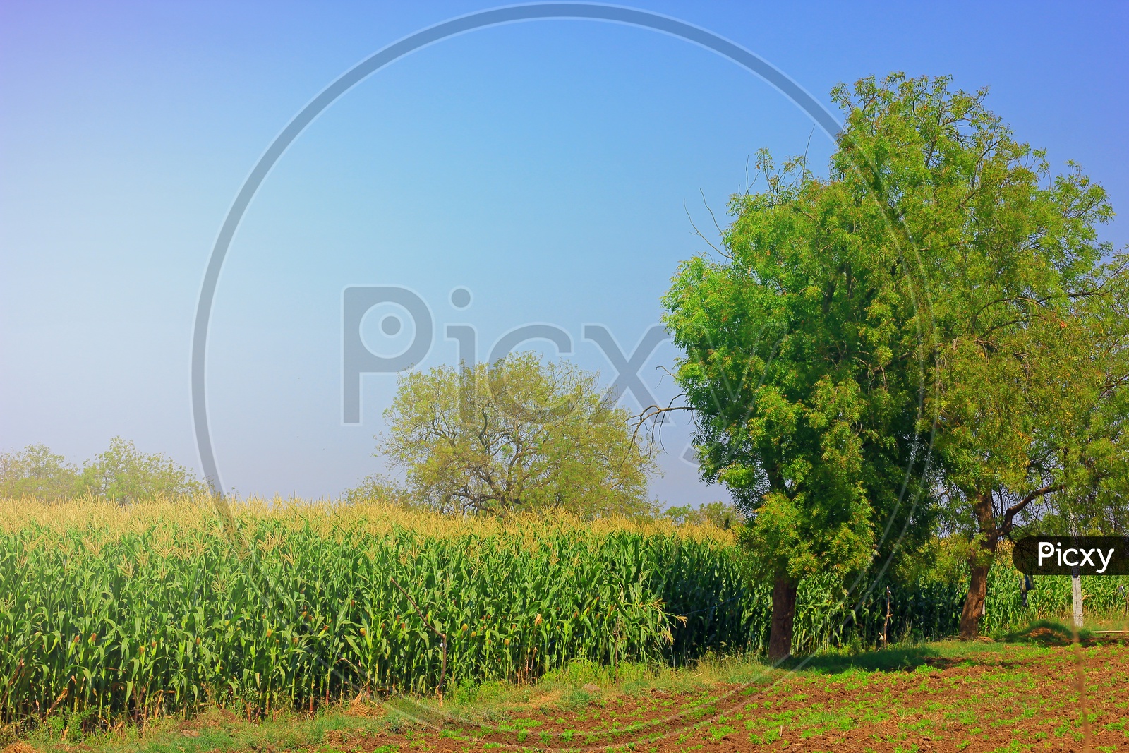 Corn Field in India / Corn Harvesting Fields
