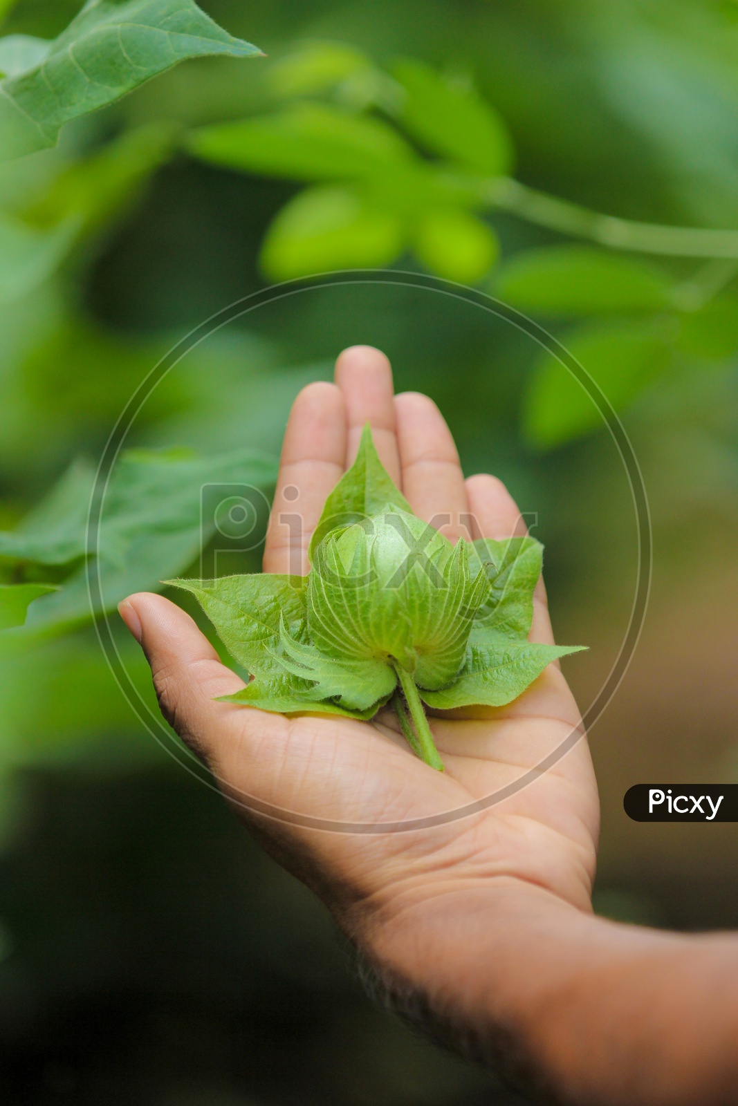 Green Raw Cotton Ball in Hands in a Cotton Field