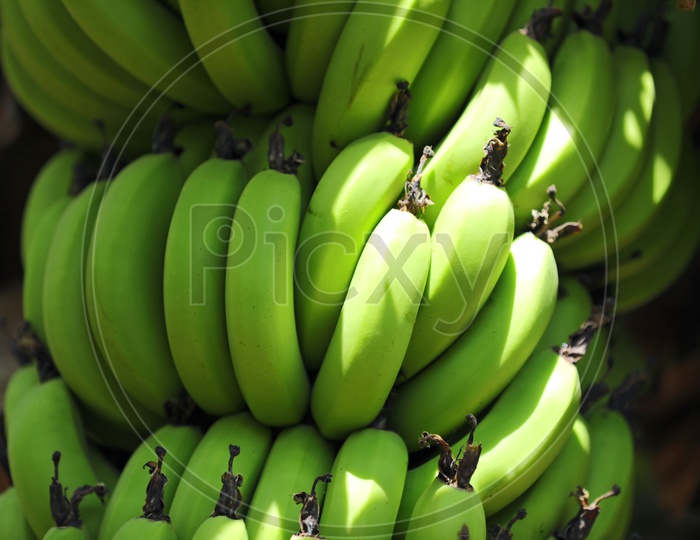 Bananas Growing in Field Blooming  Yield  Composition Shot Forming a Background