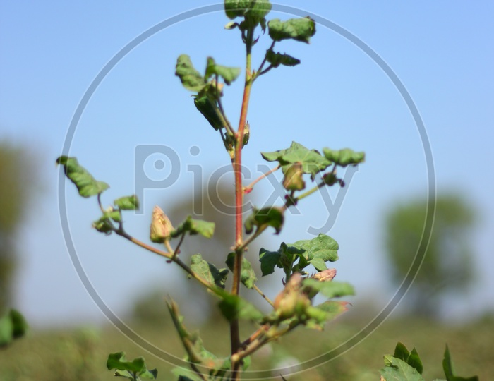 Cotton Plant Closeup Shot with BlueSky Backdrop