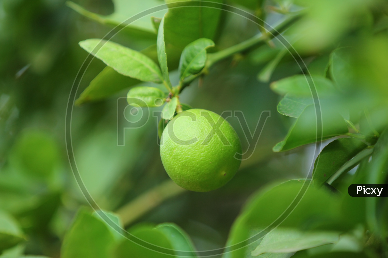 Lemons On trees Closeup Shot