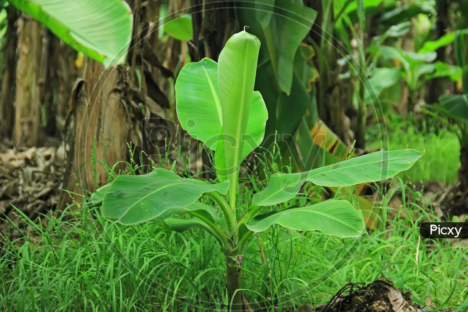 A Young Banana Plant in a Garden