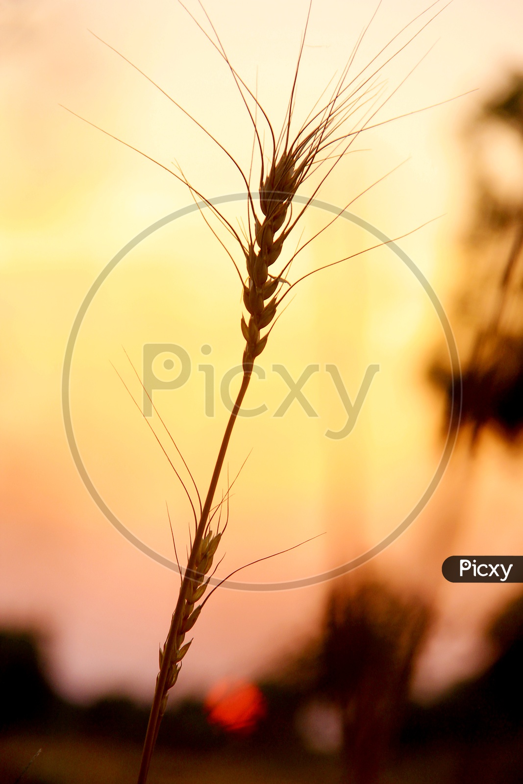 Wheat Crop Ear  Field Closeup Shot with Golden Sky in Background