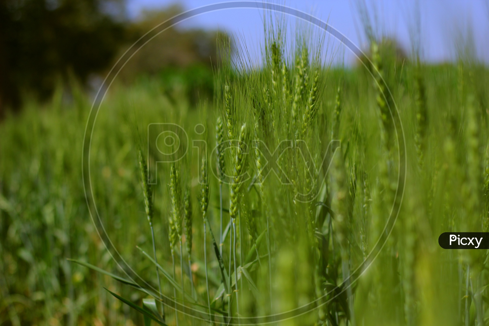 Wheat Field Closeup Shot with Blue Sky