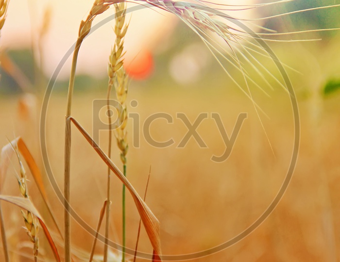 Wheat Crop Ear in  Field Closeup Shot with Golden Sky in Background