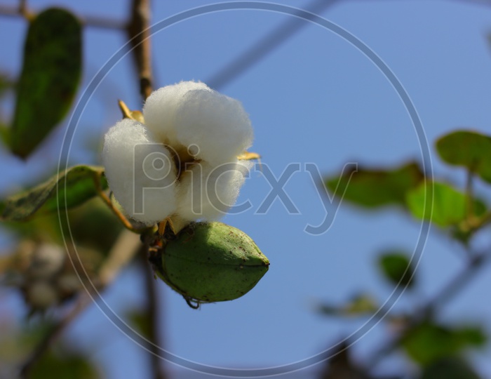 Cotton Plant  Flower ready for harvesting with a Field  Background