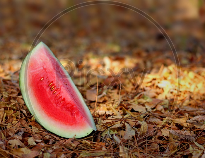 Juicy Watermelon on a Brown Feild Backdrop / Watermelon Slice in Feild