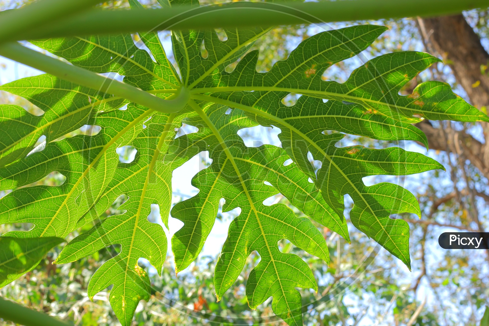 Papaya Tree Leaf Closeup Shot