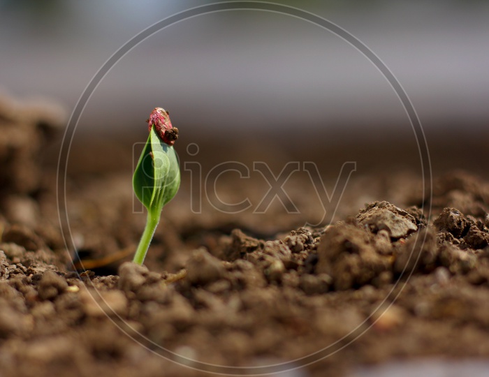 Close Up Shots Of Seed Saplings in an Agricultural Farm