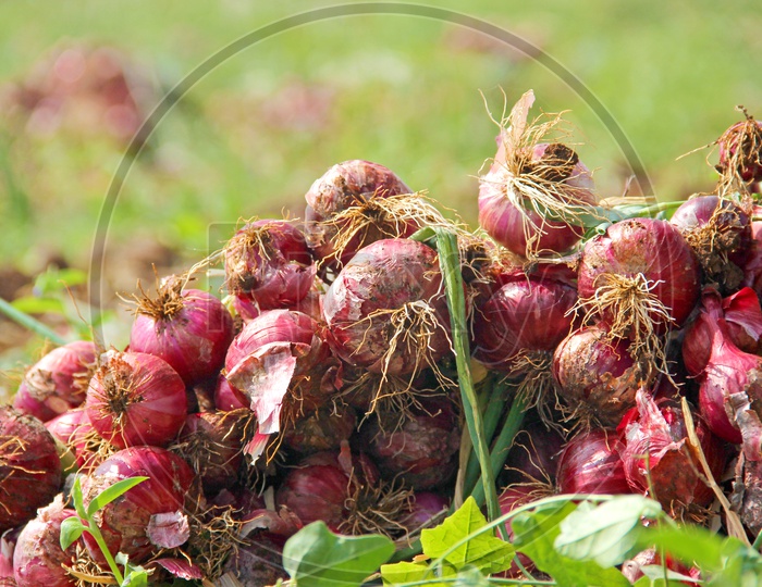 Closeup Shots of Freshly Farmed Shallot Red Onions in Vegetable Field with Field Backdrop