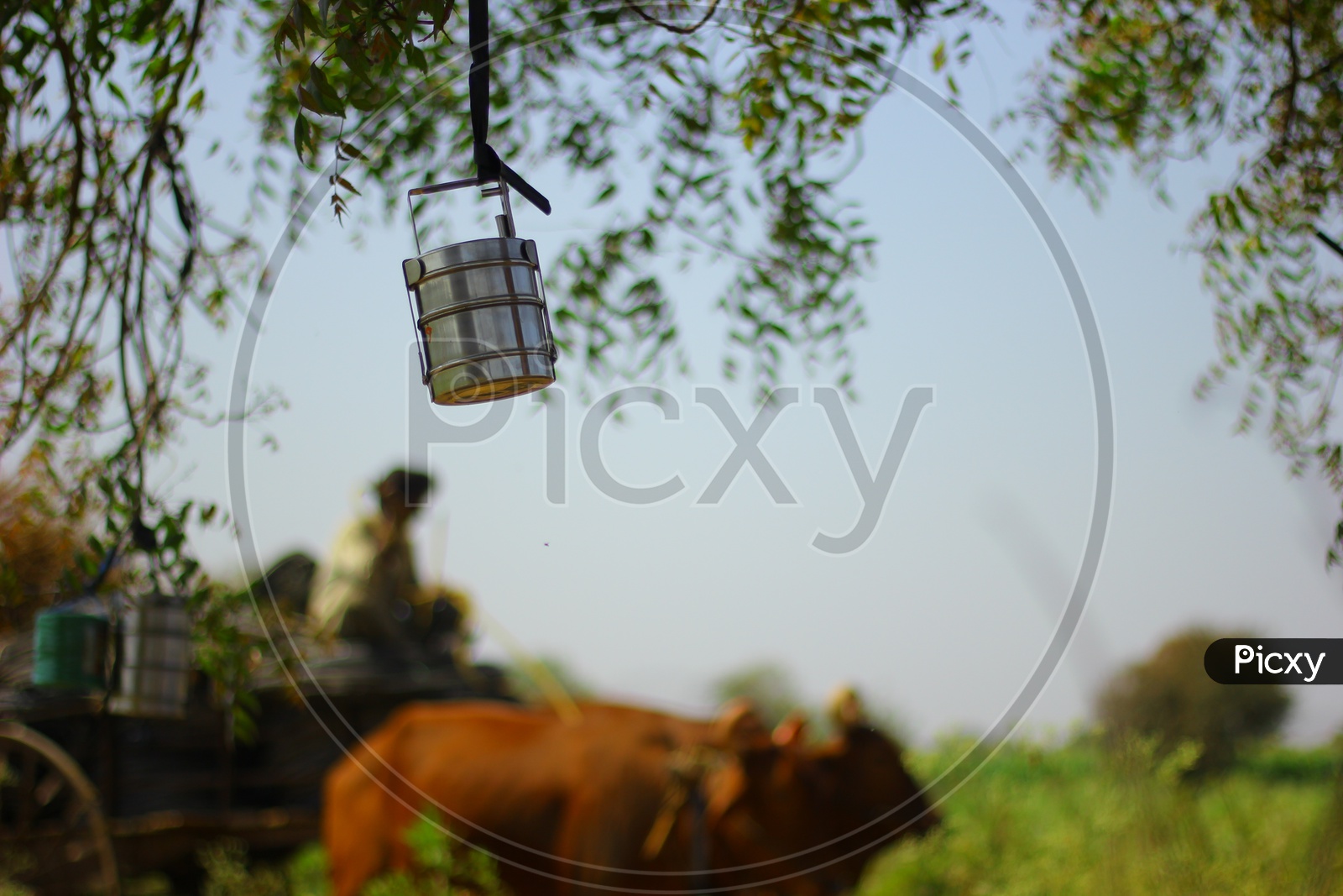 A Lunch Box / Steel Food  Carrier  hanged to tree by a Farmer in his Field with a Bullock cart in Background