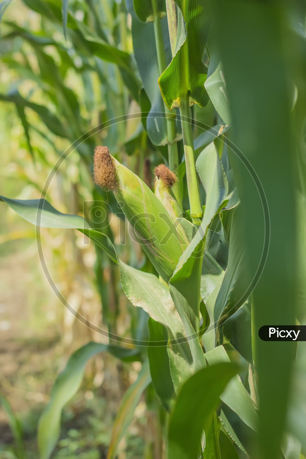 Corn Cob Growing in a Field Closeup Shot