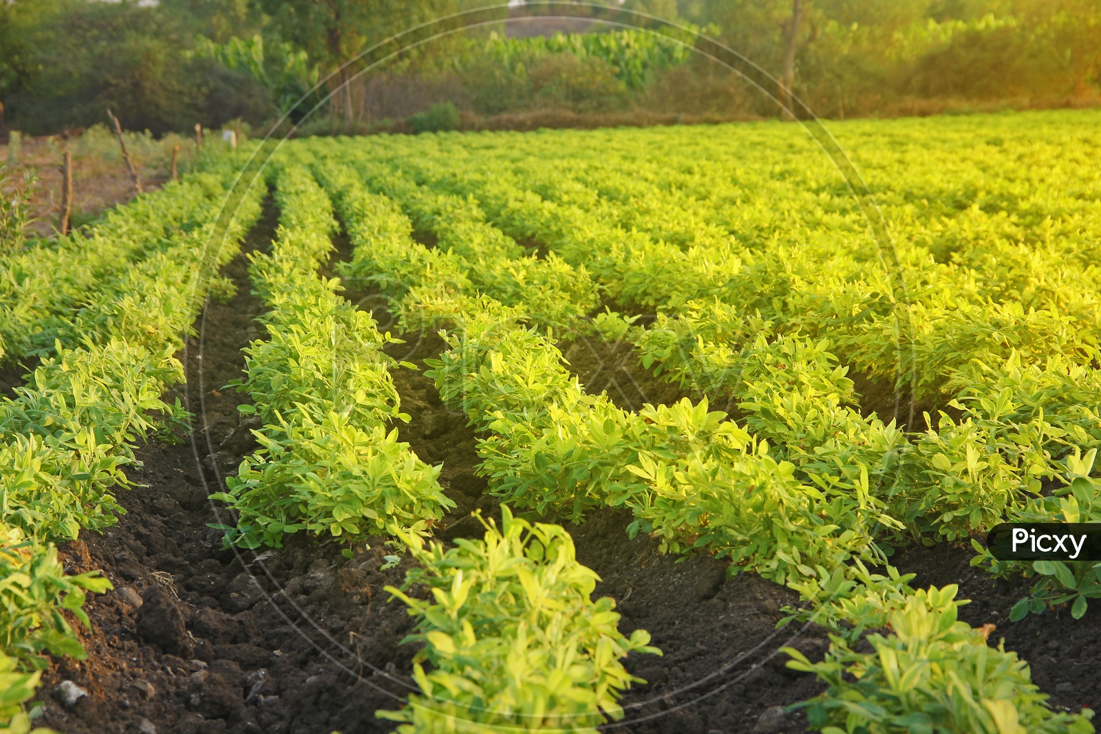 Green Cotton Crop Fields in India with Golden Sunlight on Plants