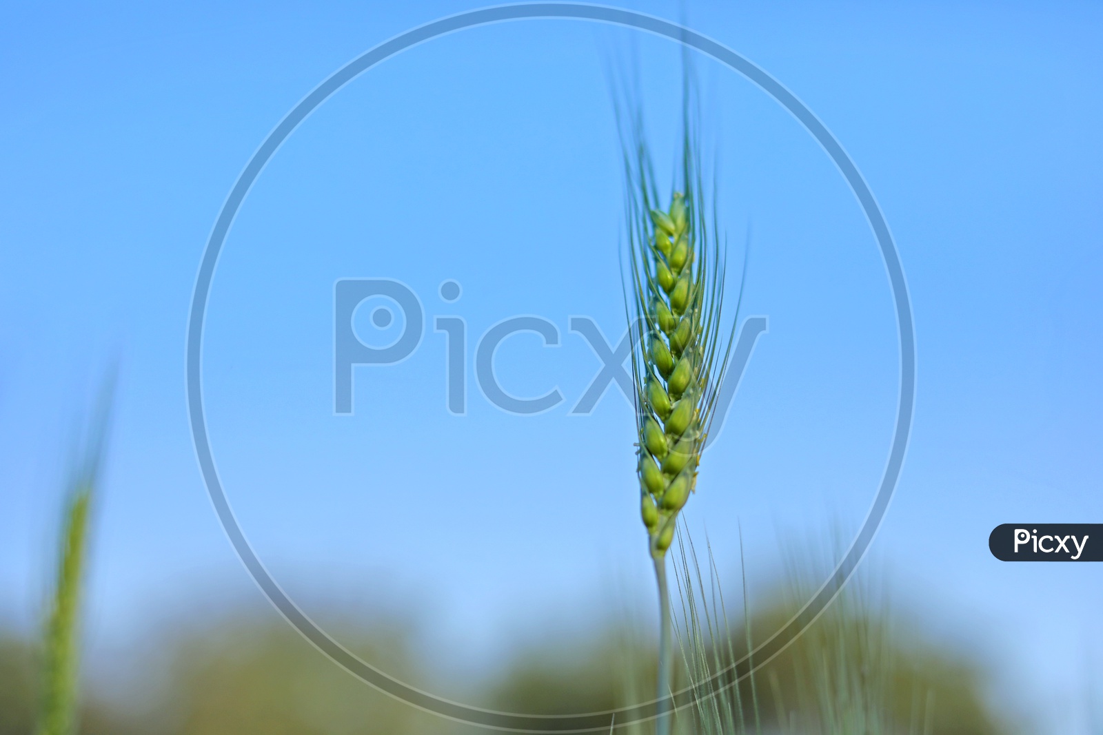 Raw Wheat Ear Closeup shot on a Green Field  Background