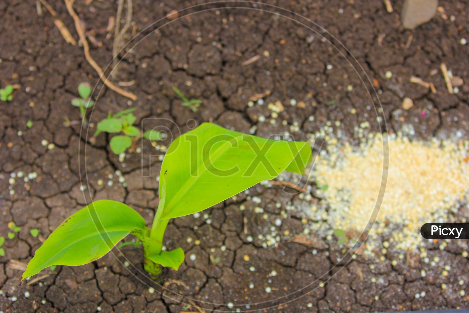 Granulated Fertilizers on Soil Closeup Shot  Placed Near the Young banana Plant