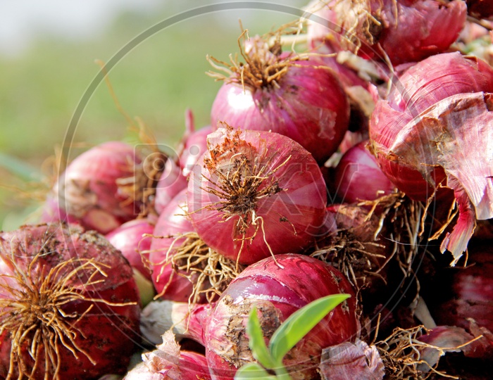 Closeup Shots of Freshly Farmed Shallot Red Onions in Vegitable Feild with Feild Backdrop