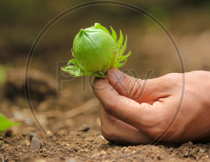 Green Cotton Ball in Hands Over a Soil Backdrop
