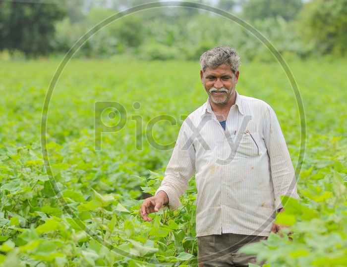 An Indian Farmer Inspecting Cotton Corp  in His Field