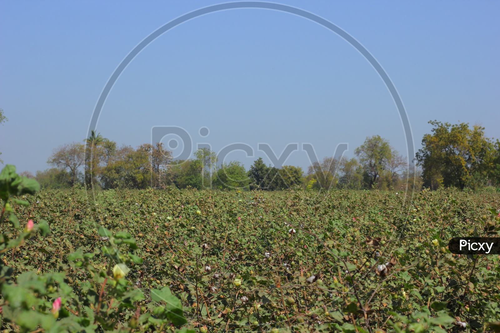 Cotton Harvesting Fields in india