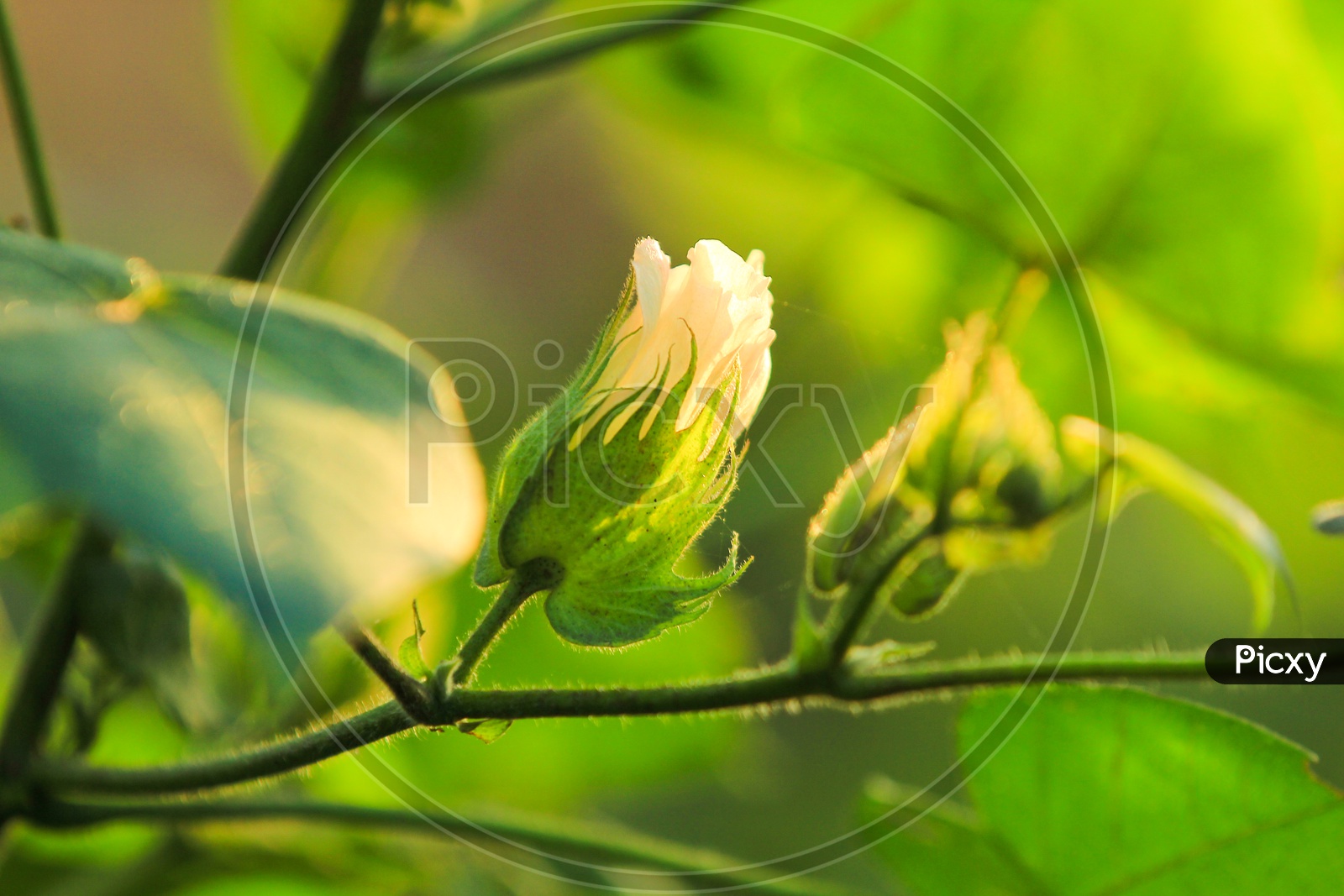 A Cotton Plant Flower Closeup Shot