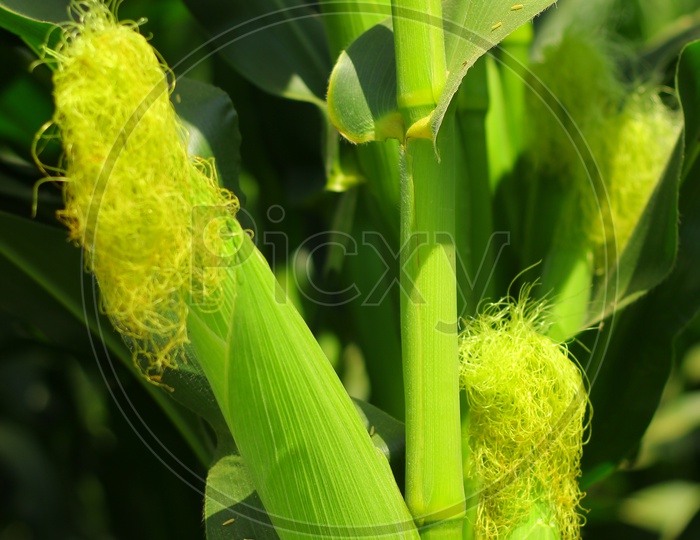 Corn Cobs in a Corn Field Closeup shot