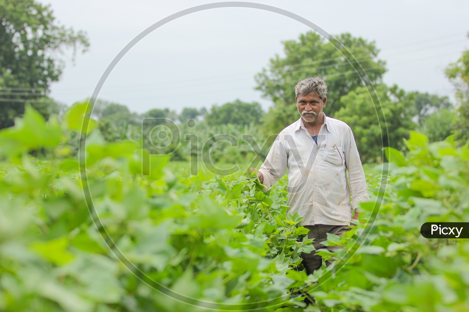 An Indian Farmer Inspecting Cotton Corp  in His Field