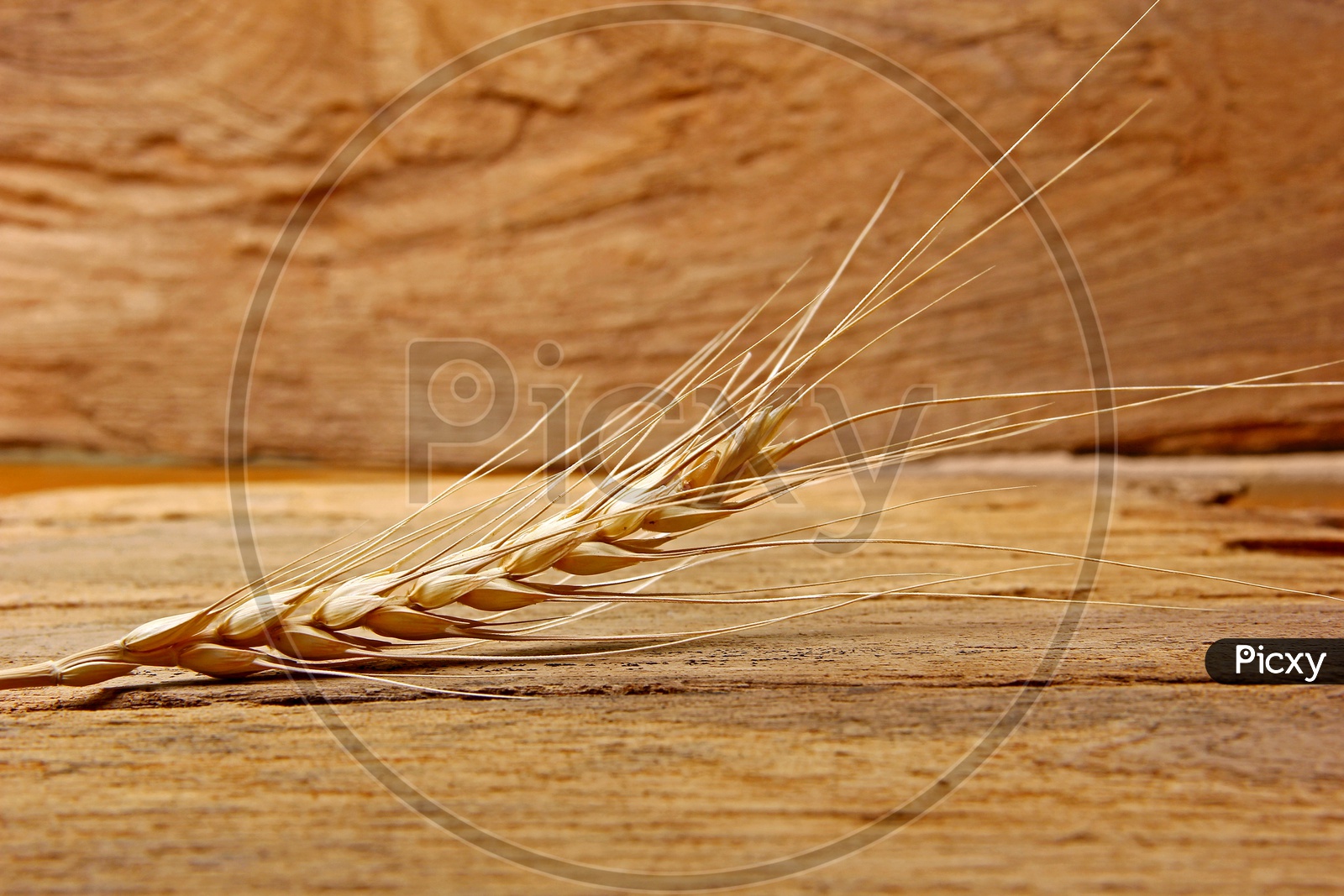 Wheat Rye / Wheat / Wheat Grains / Wheat Grains Closeup Shot / Golden Colour Wheat Grains / Wheat Yeild / Ceral Grain