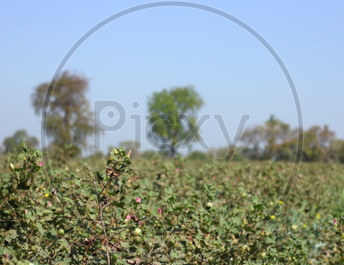 Cotton Crop Growing  in Field