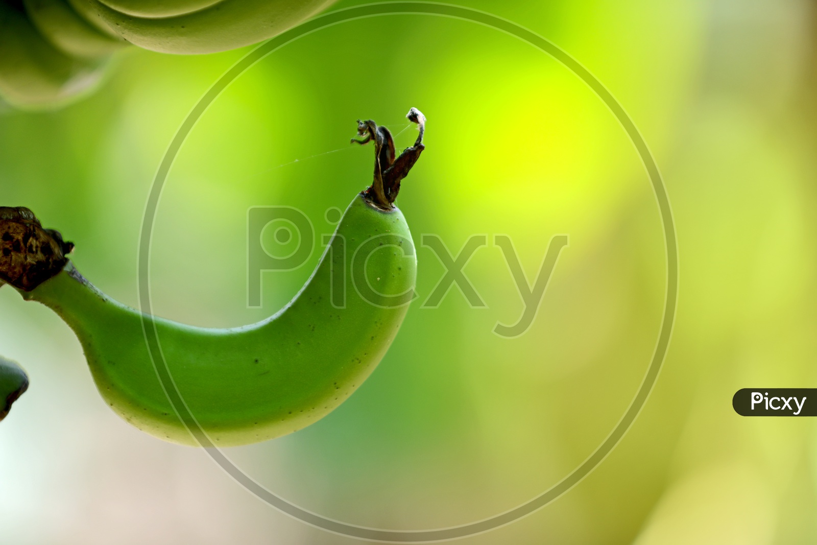 A Single Banana Growing On Tree  Closeup Shot