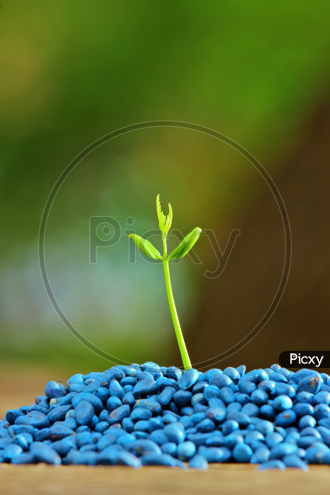 Plant Saplings Growing  in Mother Seeds , Agricultural Concept Presentation