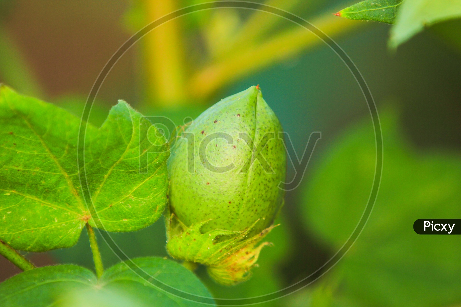 Green Raw Cotton Ball Growing in Field Close Up Shot