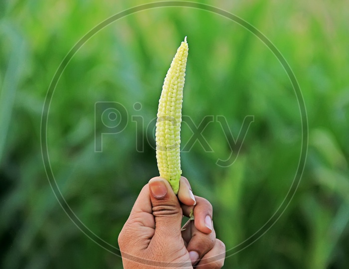 Baby Corn Holding  in Hand Closeup Shot