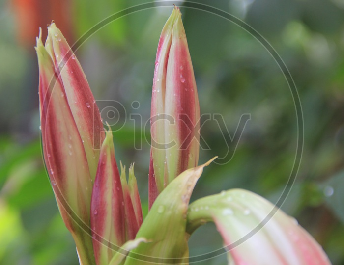 Ginger Flower Buds Closeup Shot with Green Bokeh Background / Flower Buds Coseup shots
