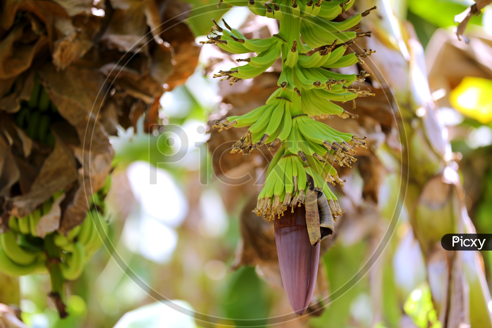 Banana Blossom Growing To Yield in  a Banana Orchid