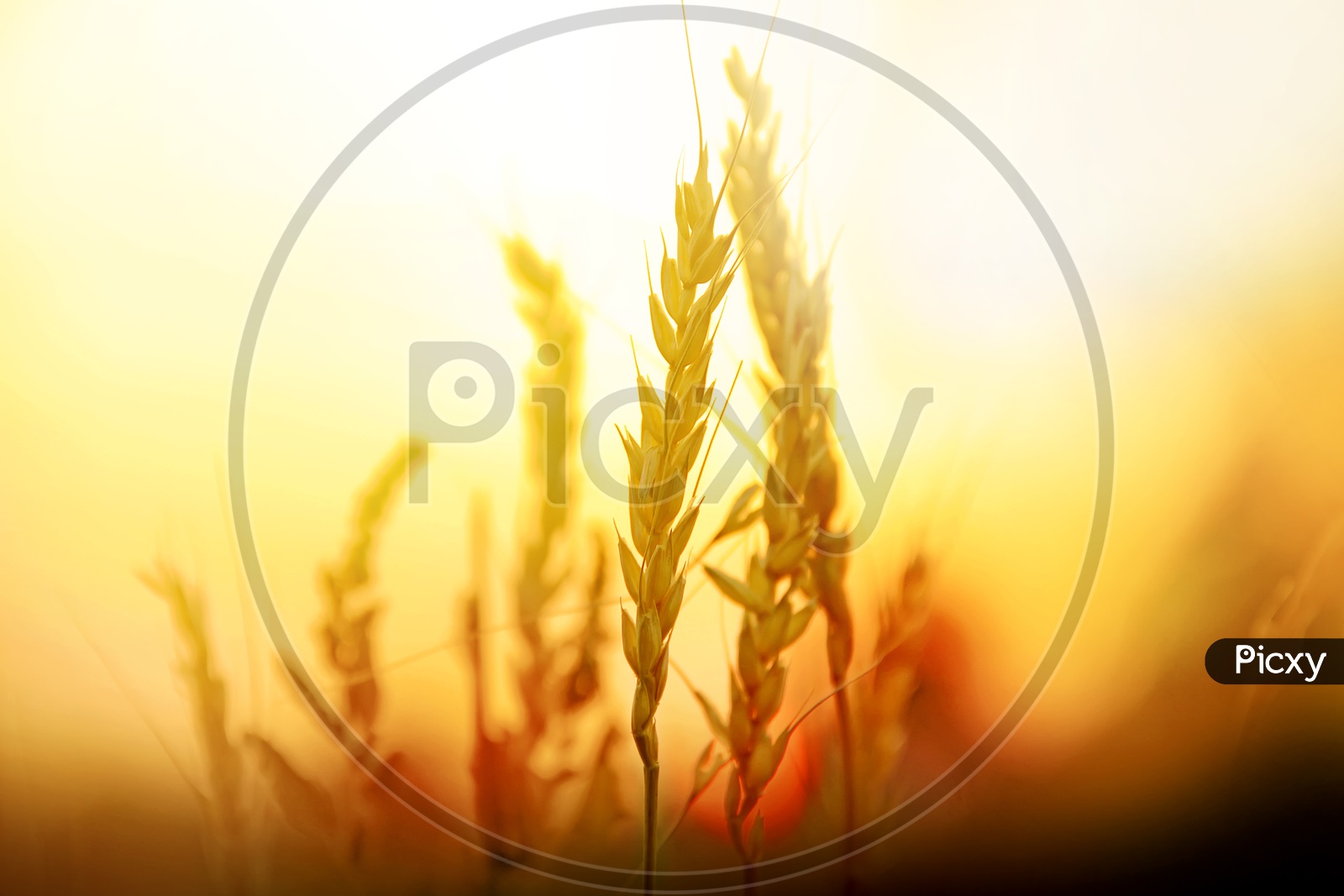 Wheat Crop Ears in a Field over a Golden Sunset Background