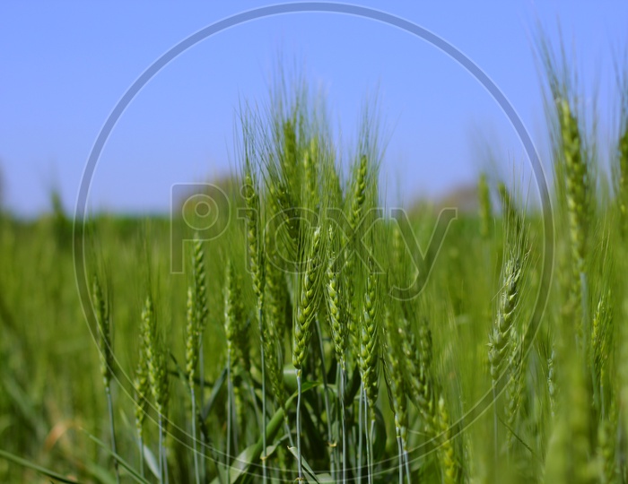 Wheat Crop  Field Closeup Shot with Blue Sky