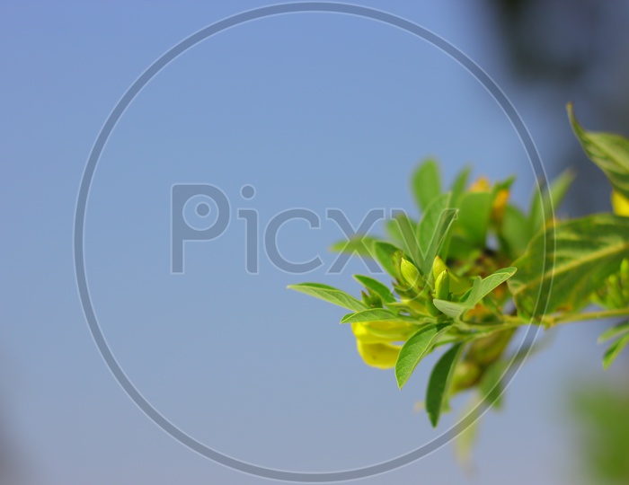 Tree Leaves With Sky Backdrop Closeup Shot