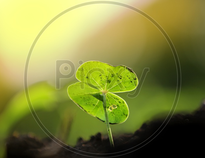 Plant Saplings Growing From Earth Closeup Shots