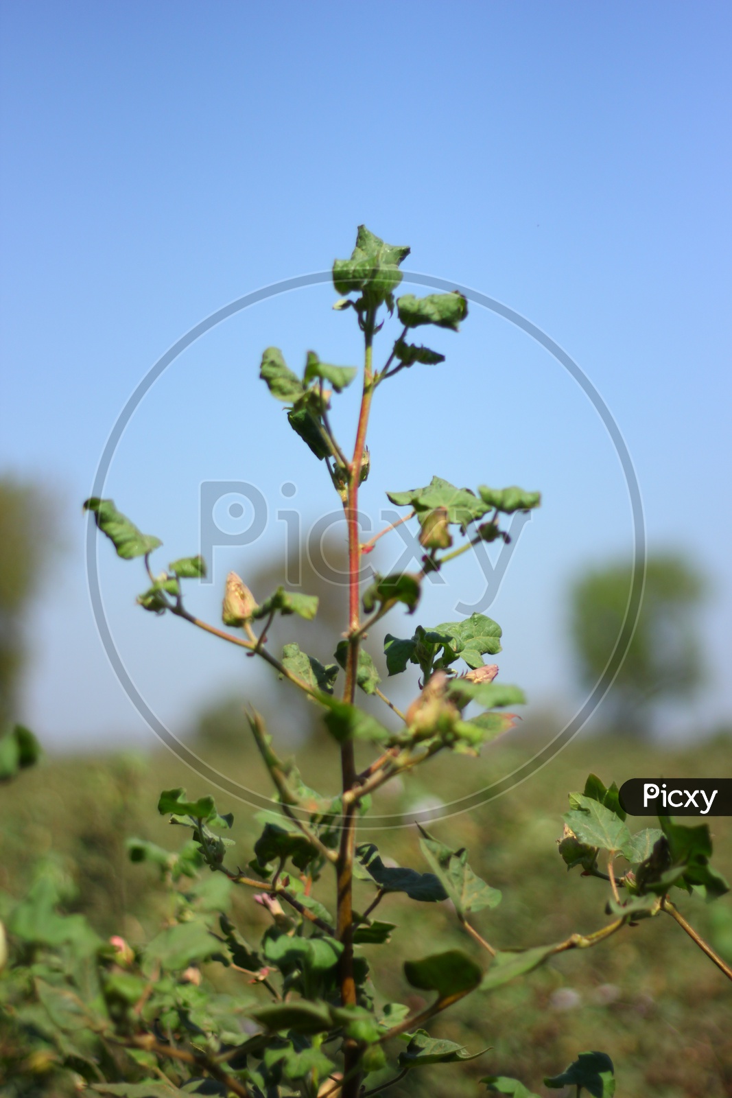 Cotton Plant Closeup Shot with BlueSky Backdrop