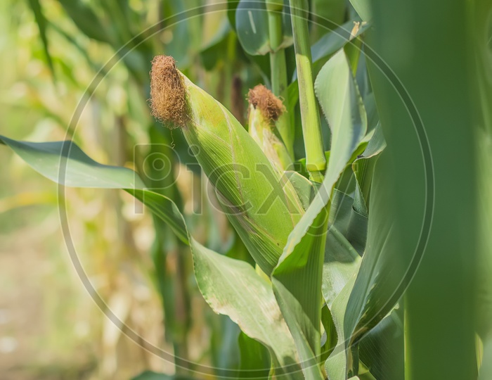 Corn Cob Growing in a Field Closeup Shot