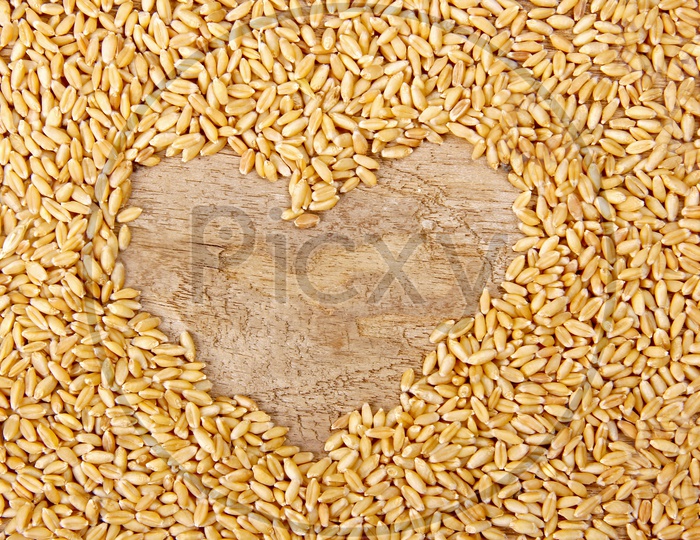 Wheat / Wheat Grains / Wheat Grains Closeup Shot / Golden Colour Wheat Grains / Wheat Yeild / Ceral Grain