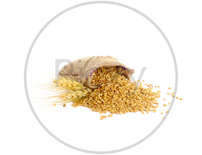 Raw Triticum in Sackbag with a white Background / Wheat Grains in Sackbags / Wheat Grains Flowing Out of Sackbag with Wheat Grains on Floor