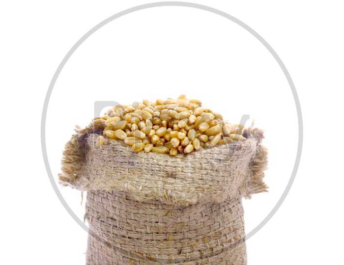 Raw Triticum in Sackbag with a white Background / Wheat Grains in Sackbags / Wheat Grains Flowing Out of Sackbag with Wheat Grains on Floor