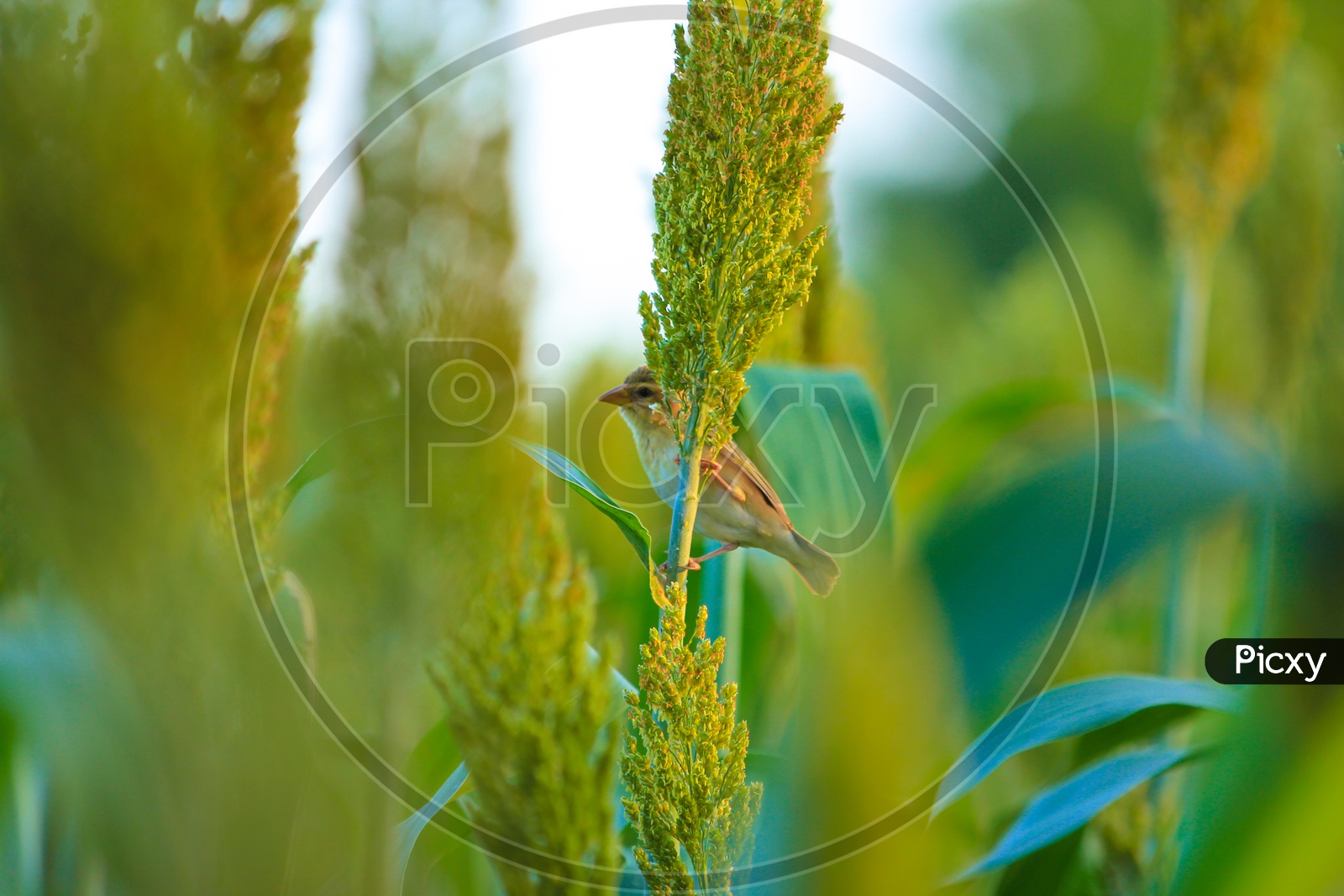 A Sparrow Eating Grains of Jowar in a Field Closeup Shot